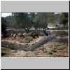 Bethlehem, Shepherd with flock.jpg